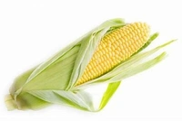 Sweet Corn / Makka - (2piece)