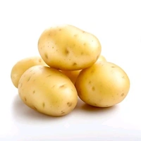 Potato