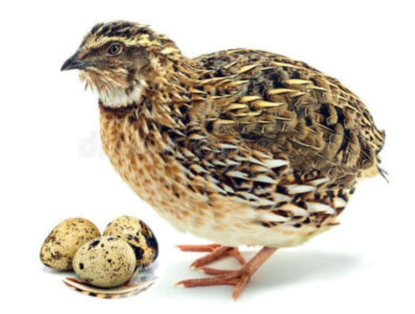 Egg Qauil( കാടമുട്ട )10pics