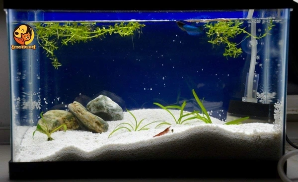 White Color Sugar Sand For Decor Aquarium, Garden Pot And Terrarium - White, 5 Kg