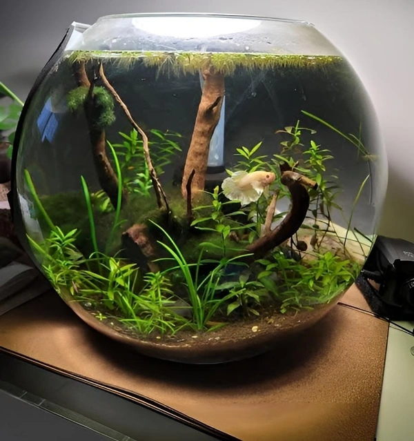 10 Inch Glass Bowl Aquarium With Cover - 10 Inch / 4.5 Liter