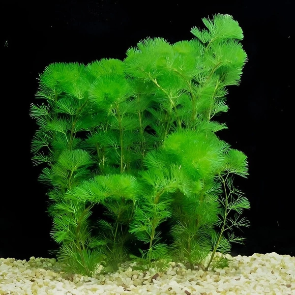 Cabomba Caroliniana – Lush Green Oxygenating Aquarium Plant for Natural Aquascapes - 15-20 Stem, 1 Bundle
