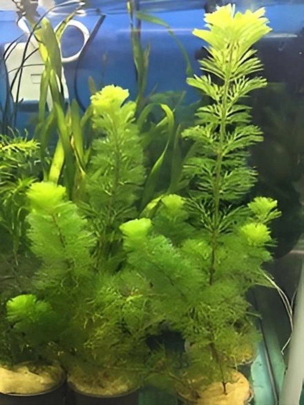 Cabomba Caroliniana – Lush Green Oxygenating Aquarium Plant for Natural Aquascapes - 15-20 Stem, 1 Bundle