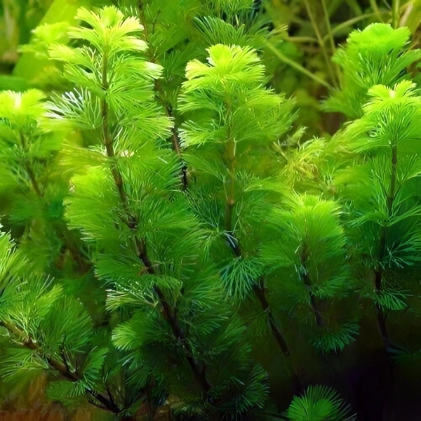 Cabomba Caroliniana – Lush Green Oxygenating Aquarium Plant for Natural Aquascapes - 15-20 Stem, 1 Bundle