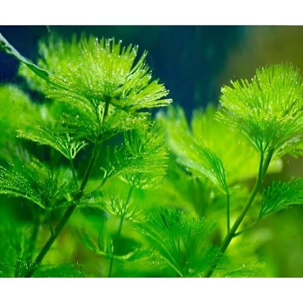 Cabomba Caroliniana – Lush Green Oxygenating Aquarium Plant for Natural Aquascapes - 15-20 Stem, 1 Bundle