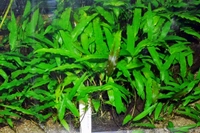 Cryptocoryne Wendtii – Low-Light Aquarium Plant (Easy to Grow) - Green, 1 Rooted Plants