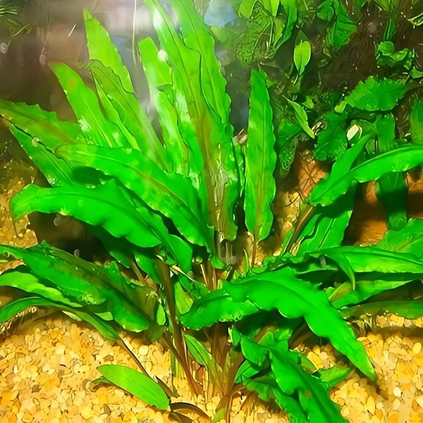 Cryptocoryne Wendtii – Low-Light Aquarium Plant (Easy to Grow) - Green, 1 Rooted Plants