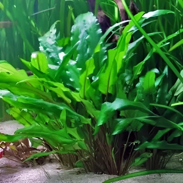 Cryptocoryne Wendtii – Low-Light Aquarium Plant (Easy to Grow) - Green, 1 Rooted Plants