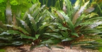 Cryptocoryne Wendtii – Low-Light Aquarium Plant (Easy to Grow) - Green, 1 Rooted Plants