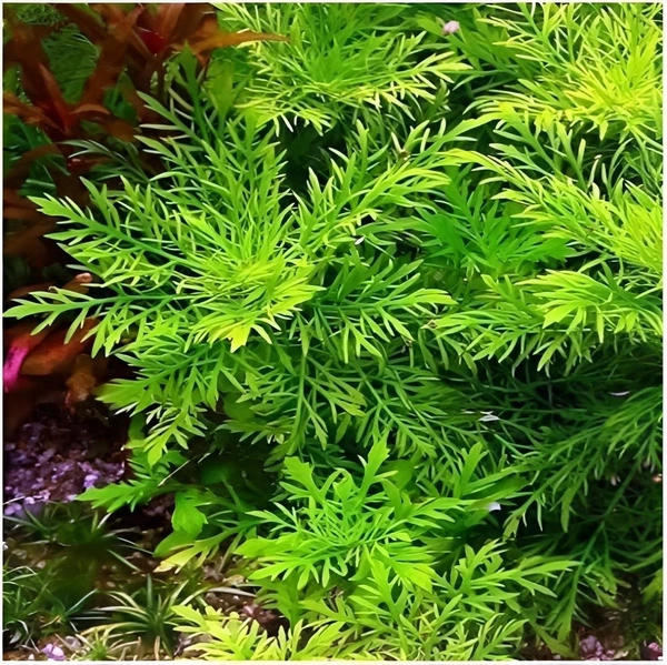 Water Wisteria ( Hygrophila difformis ) Live Aquarium Plant – Fast Growing & Easy| Aqua Rose - Green, 1 Stem