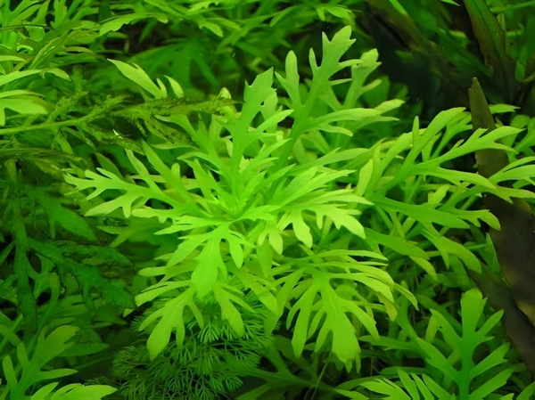 Water Wisteria ( Hygrophila difformis ) Live Aquarium Plant – Fast Growing & Easy| Aqua Rose - Green, 1 Stem