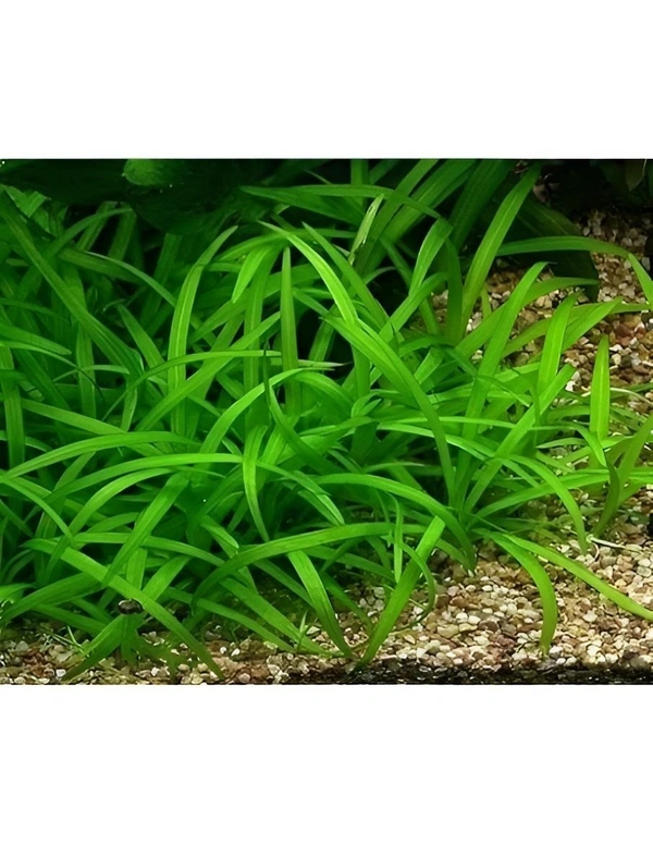 Aquarium Plants Dwarf Sagittaria (Sagittaria subulata) – Lush Aquatic Grass for Freshwater Aquariums - 1 Bundle, 15-20 Pcs