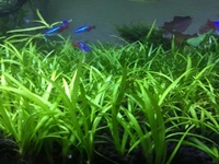 Aquarium Plants Dwarf Sagittaria (Sagittaria subulata) – Lush Aquatic Grass for Freshwater Aquariums - 1 Bundle, 15-20 Pcs