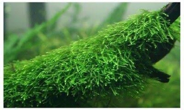 Java Moss – Easy Live Plant for Aquariums & Shrimp Tanks - 1 Pack
