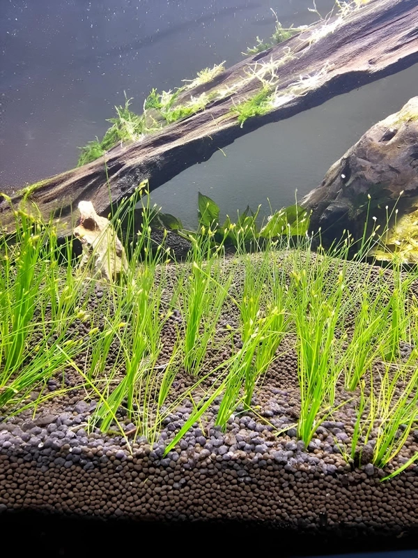 Aquarium Plants Dwarf Hair Grass (Eleocharis Parvula) – Easy-Grow Aquarium Foreground Carpet Plant - 1 Bunch