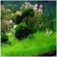 Aquarium Plants Dwarf Hair Grass (Eleocharis Parvula) – Easy-Grow Aquarium Foreground Carpet Plant - 1 Bunch