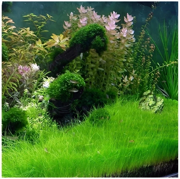 Aquarium Plants Dwarf Hair Grass (Eleocharis Parvula) – Easy-Grow Aquarium Foreground Carpet Plant - 1 Bunch