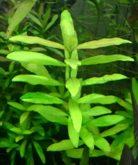 Aquarium Plants Hygrophila Polysperma – Hardy, Fast-Growing Aquatic Plant for Vibrant & Healthy Aquariums - 1 Stem