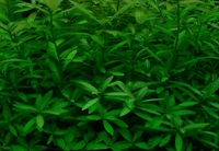 Aquarium Plants Hygrophila Polysperma – Hardy, Fast-Growing Aquatic Plant for Vibrant & Healthy Aquariums - 1 Stem