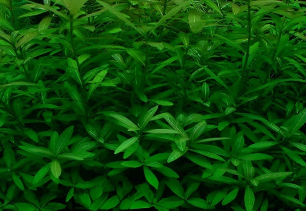 Aquarium Plants Hygrophila Polysperma – Hardy, Fast-Growing Aquatic Plant for Vibrant & Healthy Aquariums - 1 Stem