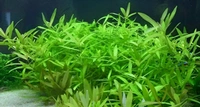Aquarium Plants Hygrophila Polysperma – Hardy, Fast-Growing Aquatic Plant for Vibrant & Healthy Aquariums - 1 Stem