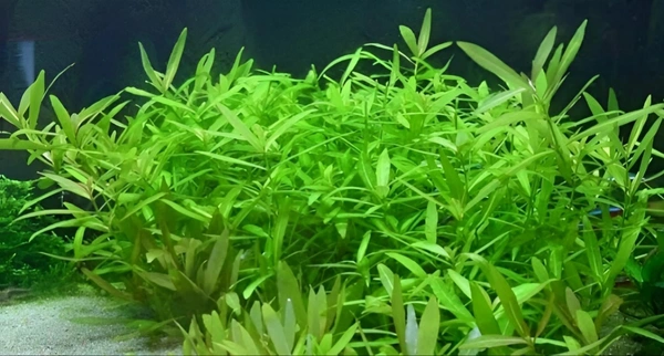 Aquarium Plants Hygrophila Polysperma – Hardy, Fast-Growing Aquatic Plant for Vibrant & Healthy Aquariums - 1 Stem