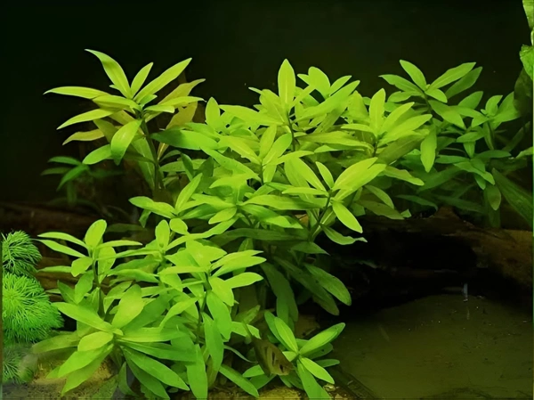 Aquarium Plants Hygrophila Polysperma – Hardy, Fast-Growing Aquatic Plant for Vibrant & Healthy Aquariums - 1 Stem