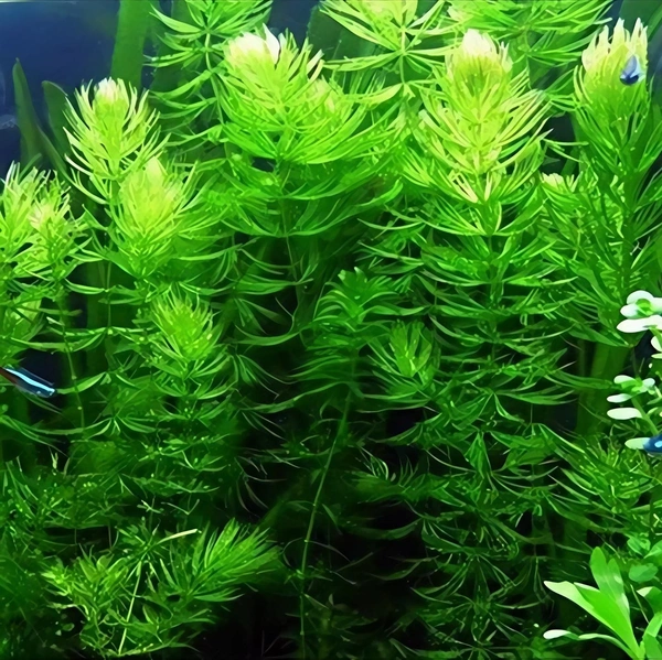 Aquarium Plants Hornwort (Ceratophyllum demersum) – Fast-Growing Oxygenating Aquarium Plant for Clear & Healthy Water - 1 Bunch, 20-25 Stems