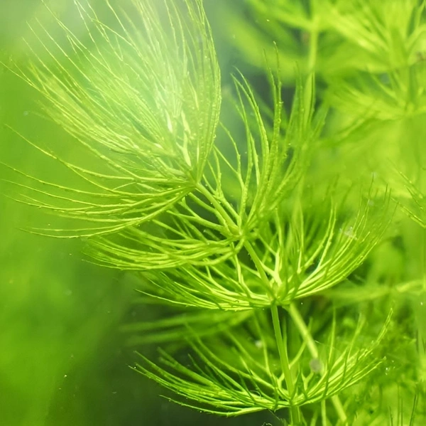 Aquarium Plants Hornwort (Ceratophyllum demersum) – Fast-Growing Oxygenating Aquarium Plant for Clear & Healthy Water - 1 Bunch, 20-25 Stems