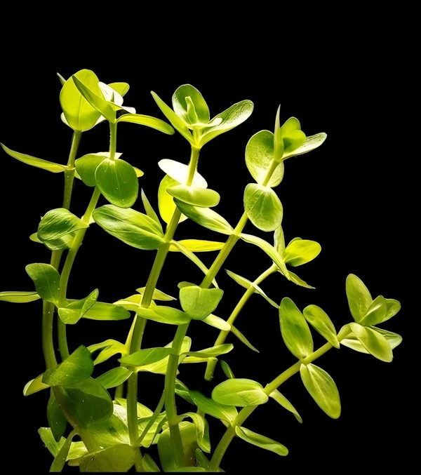 Aquarium Plants Bacopa Caroliniana – Lush Aquatic Stem Plant for Aquariums | Bacopa Caroliniana - 1 Stem