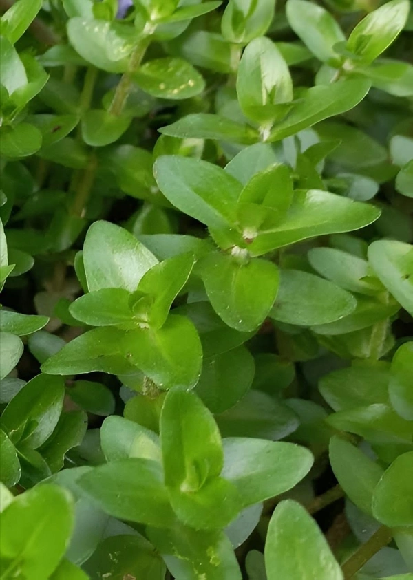 Aquarium Plants Bacopa Caroliniana – Lush Aquatic Stem Plant for Aquariums | Bacopa Caroliniana - 1 Stem