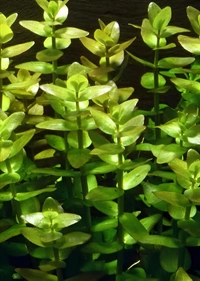 Aquarium Plants Bacopa Caroliniana – Lush Aquatic Stem Plant for Aquariums | Bacopa Caroliniana - 1 Stem