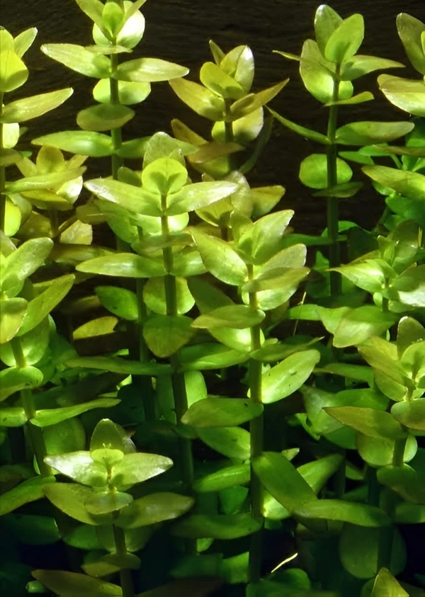 Aquarium Plants Bacopa Caroliniana – Lush Aquatic Stem Plant for Aquariums | Bacopa Caroliniana - 1 Stem
