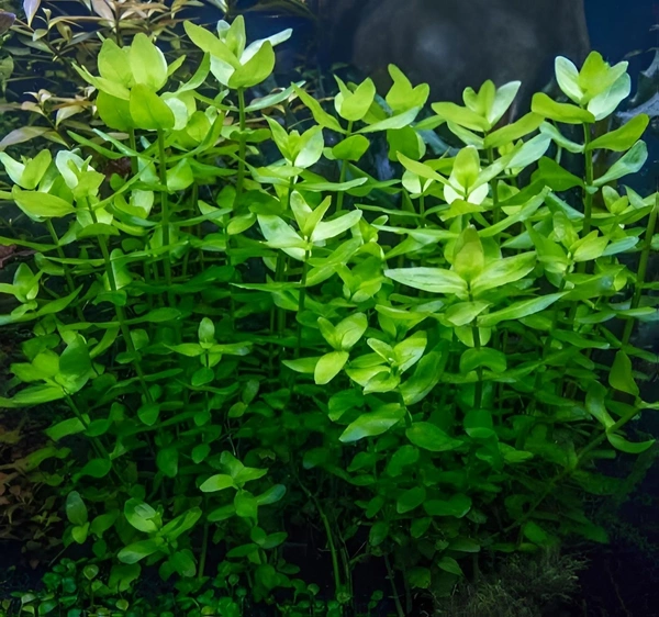Aquarium Plants Bacopa Caroliniana – Lush Aquatic Stem Plant for Aquariums | Bacopa Caroliniana - 1 Stem