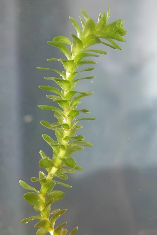 Aquarium Plants Hydrilla Aquarium Plant – Easy Low-Light Aquatic Plant (Also Known as Waterthyme) | Hydrilla verticillata - 1 Bundle, 15-20 Stem