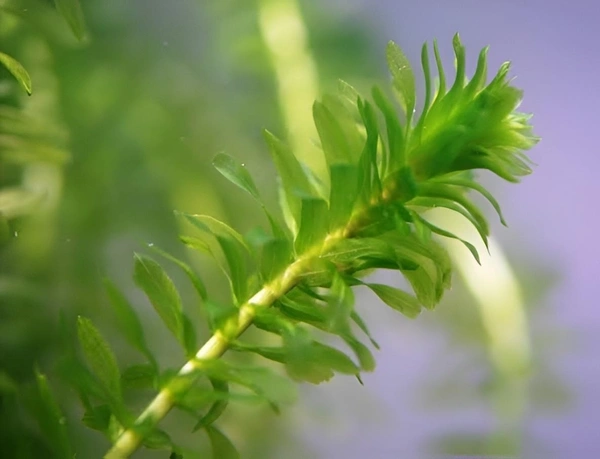 Aquarium Plants Hydrilla Aquarium Plant – Easy Low-Light Aquatic Plant (Also Known as Waterthyme) | Hydrilla verticillata - 1 Bundle, 15-20 Stem