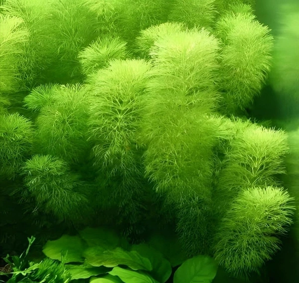 Aquarium Plant Ambulia Aquarium Plant (Limnophila sessiliflora) – Easy Fast-Growing Background Plant for Freshwater Aquariums - 1 Bundle, 15-20 Stem