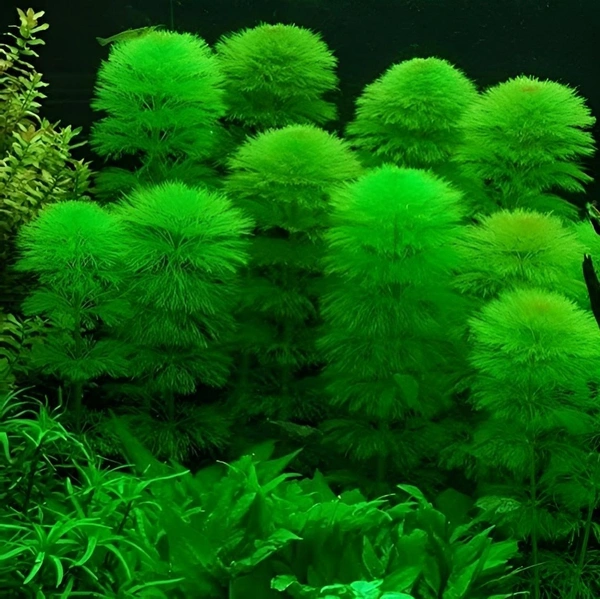 Aquarium Plant Ambulia Aquarium Plant (Limnophila sessiliflora) – Easy Fast-Growing Background Plant for Freshwater Aquariums - 1 Bundle, 15-20 Stem