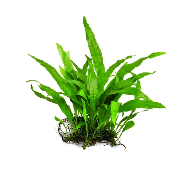Aquarium Plants Java Fern – Easy Live Aquarium Plant for Beginners | Hardy, Low Light, No CO₂ Needed - Single Rhizome with 8 -10+Leaves