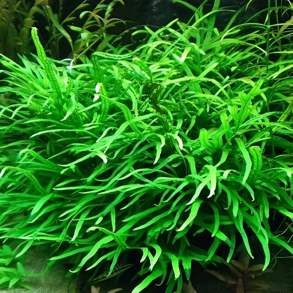 Aquarium Plants Java Fern – Easy Live Aquarium Plant for Beginners | Hardy, Low Light, No CO₂ Needed - Single Rhizome with 8 -10+Leaves