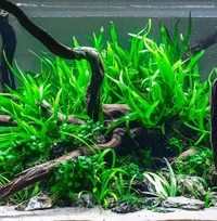 Aquarium Plants Java Fern – Easy Live Aquarium Plant for Beginners | Hardy, Low Light, No CO₂ Needed - Single Rhizome with 8 -10+Leaves