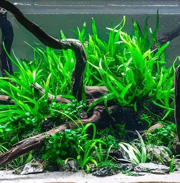 Aquarium Plants Java Fern – Easy Live Aquarium Plant for Beginners | Hardy, Low Light, No CO₂ Needed - Single Rhizome with 8 -10+Leaves