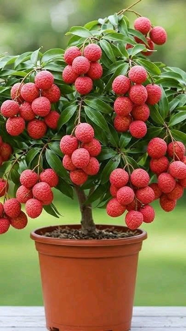 Litchi (Sahi)