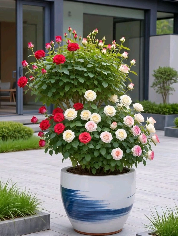 Gulab Miniature -A-( गुलाब मिनी)