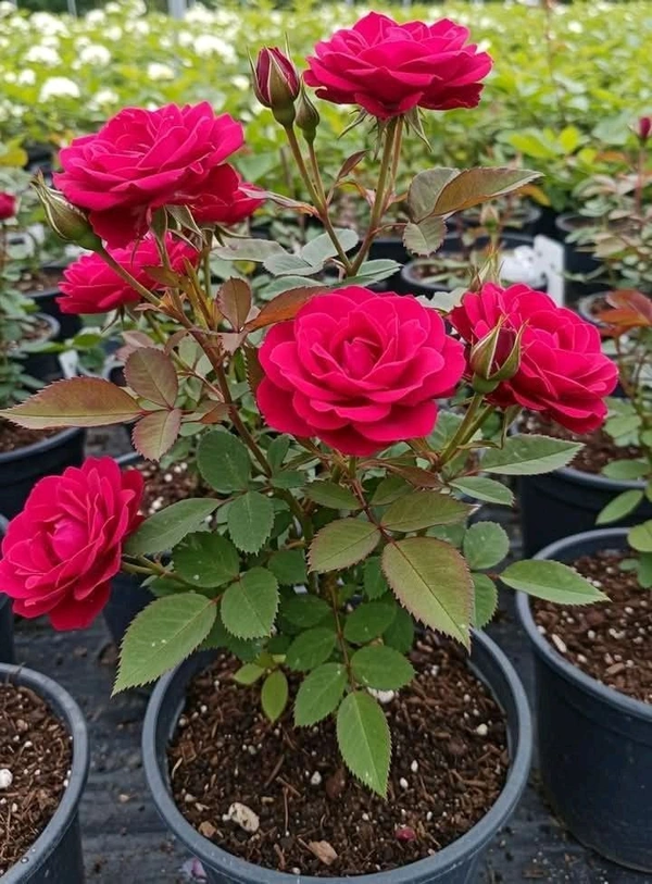 Gulab Deshi-B- (गुलाब देसी)