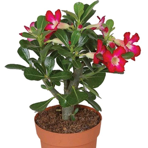 Adenium Dubble Petal