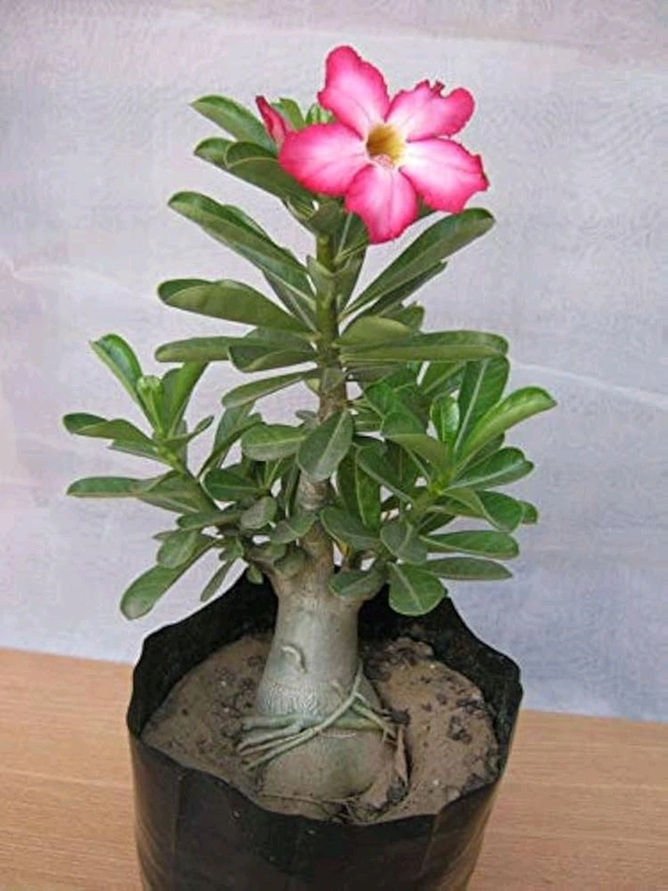 Adenium Deshi 