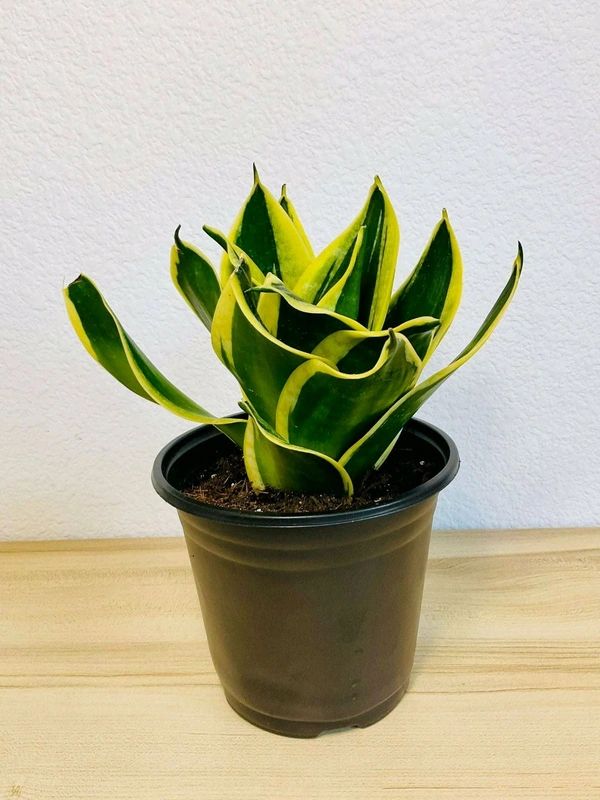 Baby Snake Plant 