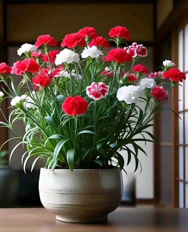 Denthus (डेंथस)