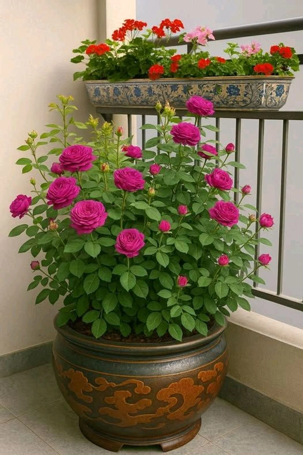 Gulab Miniature - C (गुलाब मिनी)